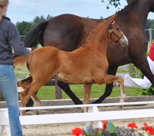 Følskue Blue Hors 2011