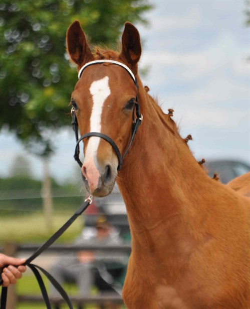 Følskue Blue Hors 2011