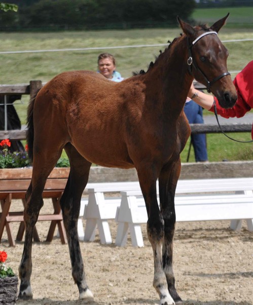 Følskue Blue Hors 2011